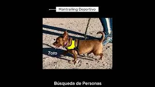 Adiestramiento Mantrailing en Hermosillo.