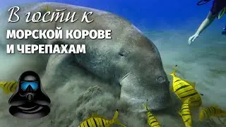 Visit 🐮 Sea Cow and 🐢 Turtles! 🤿 Diving in the Red Sea