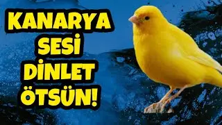 KANARYA SESİ DİNLET ÖTSÜN #kanarya #kanaryasesi #kuşsesi