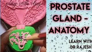 prostate - full lecture