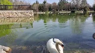 YEDİ KUĞULAR MİLLET BAHÇESİ