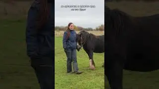 Как обучить лошадь делать поклон?