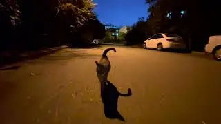 Чумовой турецкий кот не отпускал меня