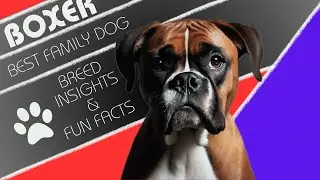 Boxer | Best Family Dog