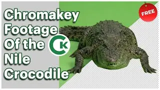 Nile Crocodile Green Screen Footage | Chromakey Animal Assets
