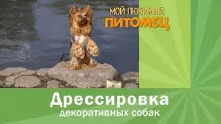 Дрессировка йорка. Чему можно научить?