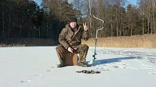 окунь на мотыля 29 01 2022