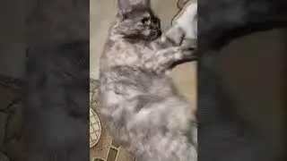 #shorts Киска-Сосиска