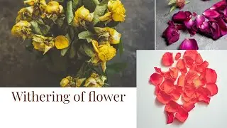 Withering of flower