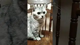 Вчера вроде другая приходила #cat #смешнойкот #смешныекоты #юмор #shorts