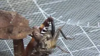 feeding a few mantis