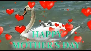 ❤️ HAPPY MOTHER'S DAY ❤️