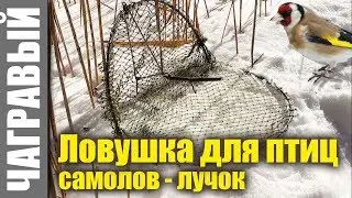 Bird trap - a simple trap - onion