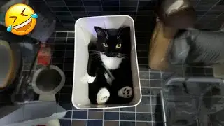 Funny Dogs And Cats Videos 2024 😅 - Best Funniest Animal Videos Of The Month 🥰👌 Part 43