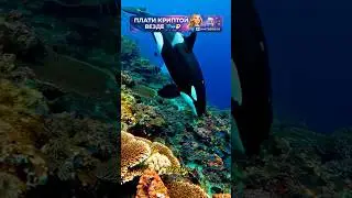ORCA plays volleyball with a seal! Watch until the end. Link to service in bio.