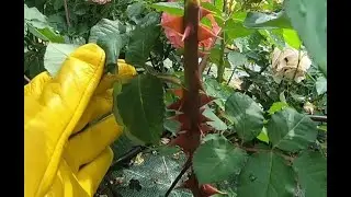 Бесшипные и самые колючие сорта роз из моей коллекции.
