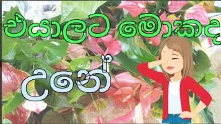 👉👉ඔයාලගෙත් මේ වගේ ලස්සනට මල් තියෙනවද බලන්නකෝ..😍😍 ලස්සනයි නේද.......