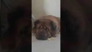 Отдыхает хитропопая Рита
