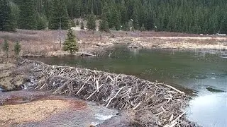 Как бобры регулируют уровень воды