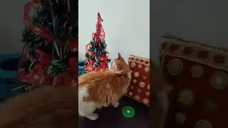 Поесть дождика не удалось😿😺 #cat #funnyanimal #funnypet #pet #funny #animal #кайф