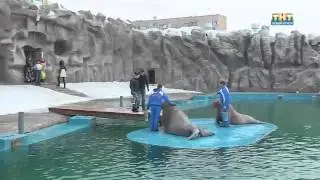 День рождения моржей.