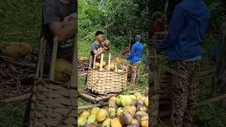 Sa bukid masipag kalang, tiyak di magugutom #happy #enjoy #cocofarm.