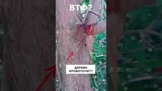 Дерево истекает кровью