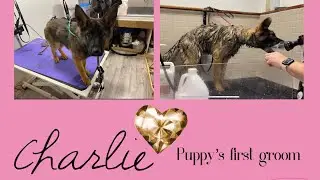 German Shepherd Puppies First Time at groomer
