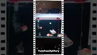 Ada kesejukan #aquarium #ikanhias #ikankoki #ikankoi #ikansultan