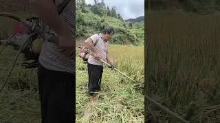 Lúa siêu sớm #shortsfeed #shots #agriculture