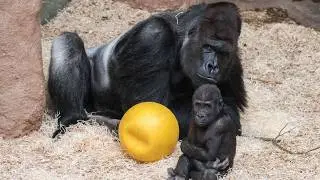 Ajabu and Richard: A Heartwarming Gorilla Father-Son Bond