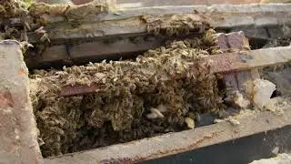 Large bee removal from roof