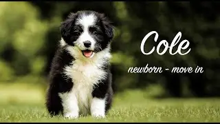Cole newborn - move in