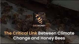 Buzzing Crisis: The Critical Link Between Climate Change and Honey Bees | Geohoney