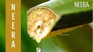 Natural Health Drink - NEERA (Coconut palm sap)