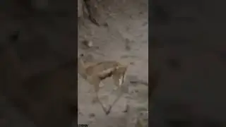 BU VEDYONI KURGAN KISHI ONANI QADRINI BILADI