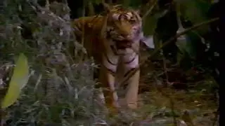 Opening To The Terminator on HBO (1986)