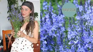 Veronica Austriaca - Saw-leaved speedwell/teucrium/blue perennials/award winning perennials