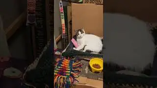 Kitty LOVES throwbacks, still HATES gay cat dads... 