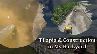 Tilapia & Construction in My Backyard