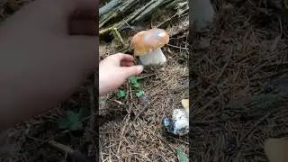 Грибалка - чудові білі гриби 🍄‍🟫
