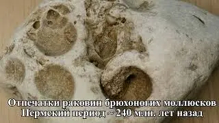 Выставка окаменелостей 2022