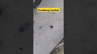 Ketemu kumbang tanduk #shorts #viralshort #shortvideos #viralvideos