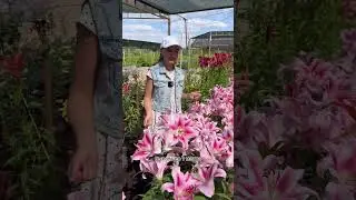 Удивительный аромат нежной розовой лилии💐Каталог луковичных УСАДЬБА-СЕМЕНА