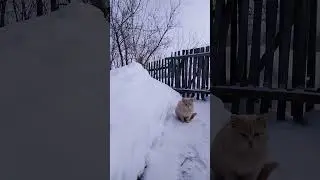 ✔ Who🐈 didn't spend the night at home❓ ✔