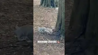 Squirrel Found in woodland 🐿️🇬🇧 #animals #squirrel #cute #animals #nature