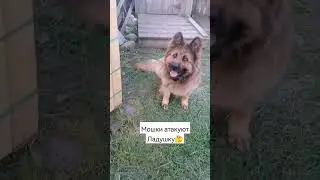 Мамулечка дома. Сезон мошки настал.