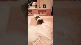 Храбрый Пекинес Веня воюет с подушками.