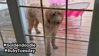 Goldendoodle caught in the Rain | 2 years old | Ruby Tuesday