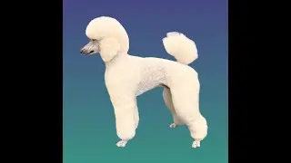 Beautiful White Standard Poodle